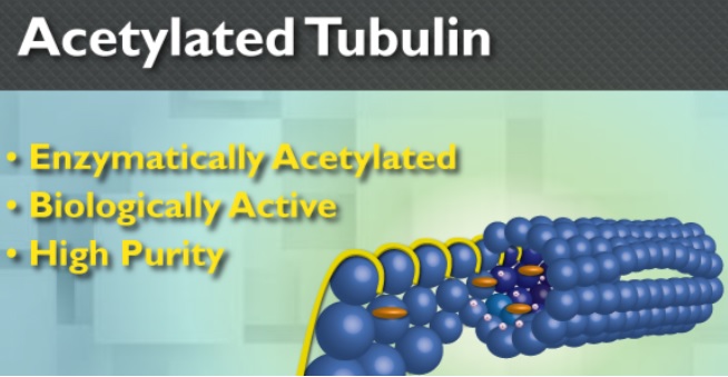 Acetylated Tubulin Protein Source: Porcine Brain