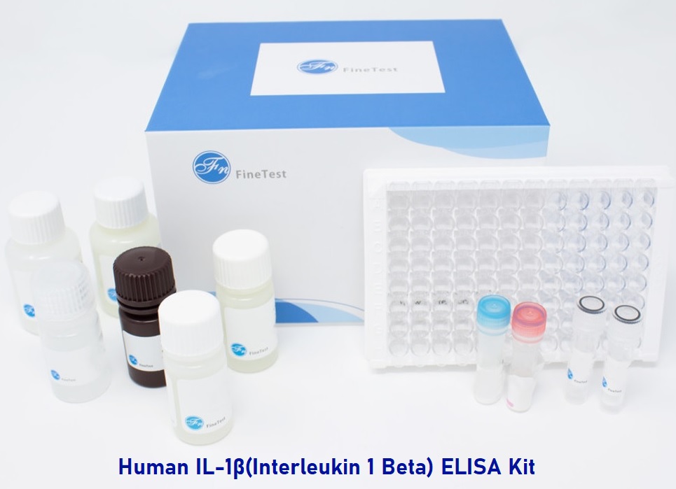 Human IL-1β (Interleukin 1 Beta) ELISA Kit