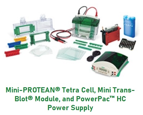 Mini-PROTEAN® Tetra Cell, Mini Trans-Blot® Module, and PowerPac™ HC Power Supply