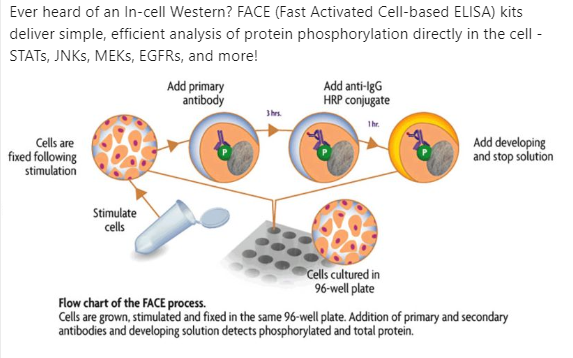 FACE™ In-cell Western Phospho ELISAs