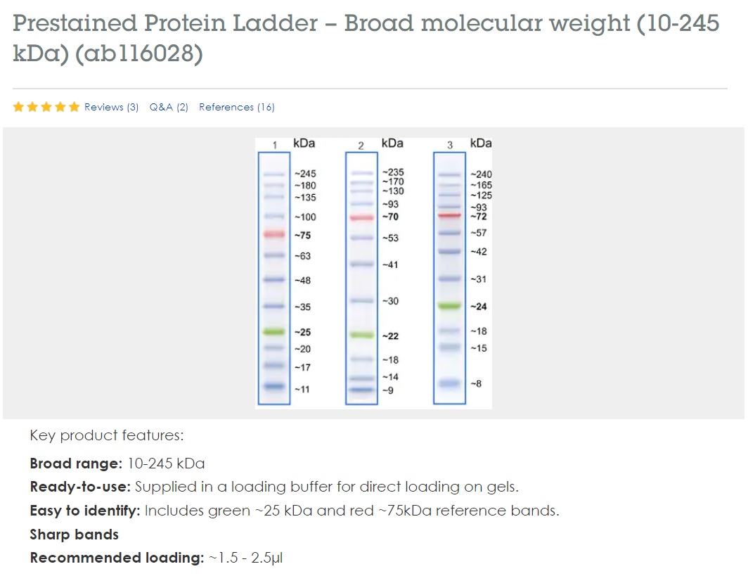 Prestained Protein Ladder – Broad molecular weight (10-245 kDa) 