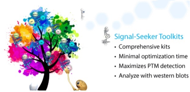 Signal Seeker Ubiquitination Detection Kit
